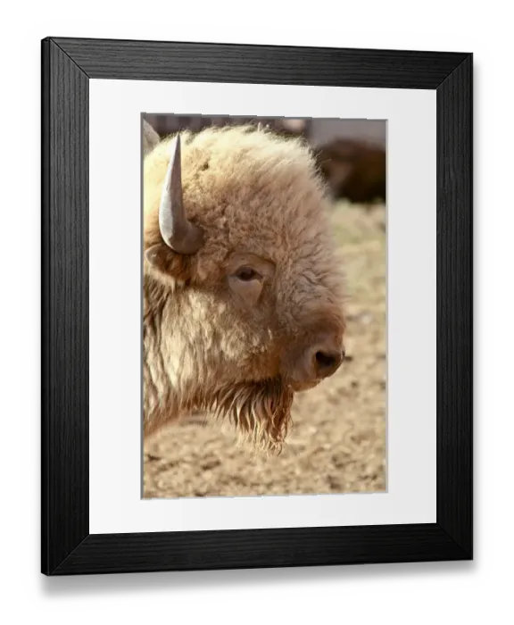 Framed Print : Santa Fe, New Mexico, United States. Rare white buffalo. Sacred to Native Americans. PR Framed Print : Santa Fe, New Mexico, United States. Rare white buffalo. Sacred to Native Americans. PR