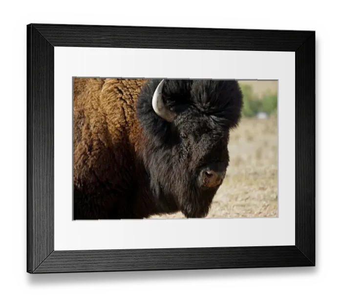 Framed Print : Santa Fe, New Mexico, United States. American buffalo. PR Framed Print : Santa Fe, New Mexico, United States. American buffalo. PR