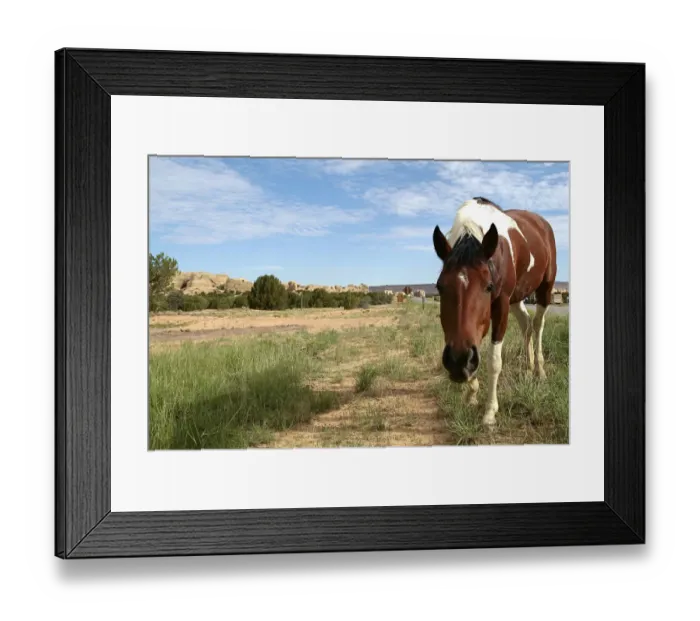 Framed Print : Acoma Pueblo, New Mexico, United States. Free roaming horse Framed Print : Acoma Pueblo, New Mexico, United States. Free roaming horse