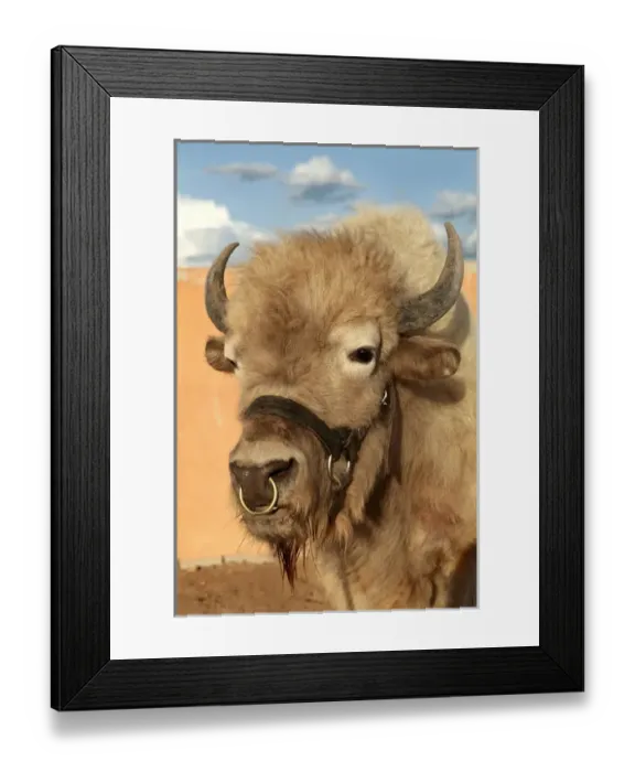 Framed Print : Santa Fe, New Mexico, United States. Rare white buffalo. Sacred to Native Americans. PR Framed Print : Santa Fe, New Mexico, United States. Rare white buffalo. Sacred to Native Americans. PR