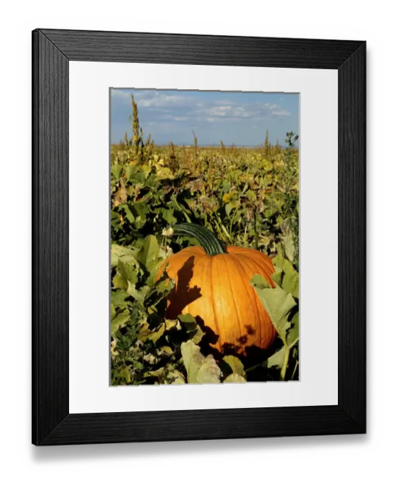 Framed Print : Estancia, New Mexico, United States Fall pumkins on display at pumpkin farm