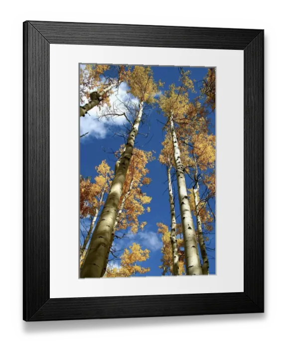 Framed Print : Santa Fe, New Mexico, United States. Aspen trees in the fall near the Santa Fe ski basin