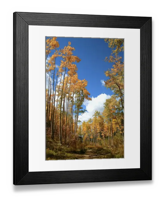 Framed Print : Santa Fe, New Mexico, United States. Aspen trees in the fall near the Santa Fe ski basin Framed Print : Santa Fe, New Mexico, United States. Aspen trees in the fall near the Santa Fe ski basin