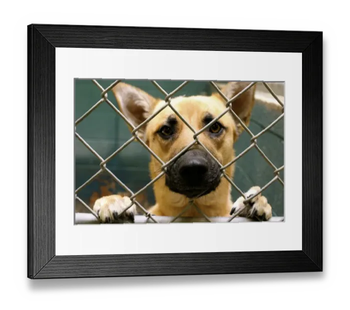 Framed Print : Espanola, New Mexico, United States. Rescue dog at animal shelter. PR - shelter Framed Print : Espanola, New Mexico, United States. Rescue dog at animal shelter. PR - shelter