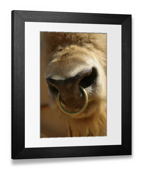 Framed Print : Santa Fe, New Mexico. United States. Rare white buffalo PR Framed Print : Santa Fe, New Mexico. United States. Rare white buffalo PR