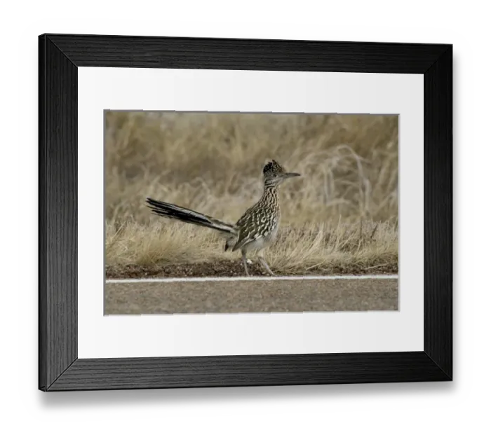 Framed Print : New Mexico, United States. State bird, the elusive roadrunner