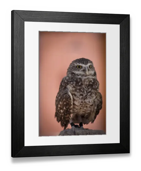 Framed Print : Santa Fe, New Mexico, United States. Burrowing owl