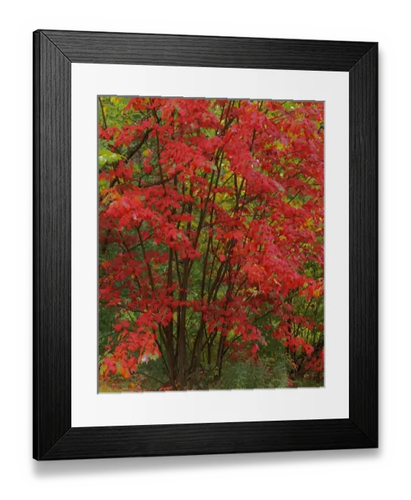 Framed Print : USA, New York, Adirondack Park, Red Maple Framed Print : USA, New York, Adirondack Park, Red Maple