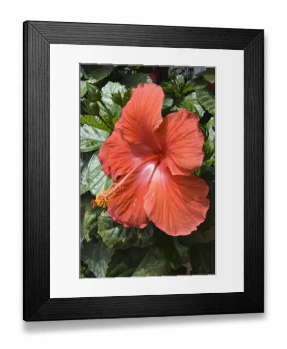 Framed Print : New Mexico, Madrid. Red hibiscus flower New Mexico
