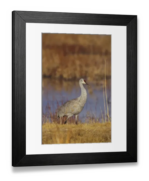Framed Print : USA, New Mexico, Bosque del Apache NWR Sandhill crane (Grus canadensis) along