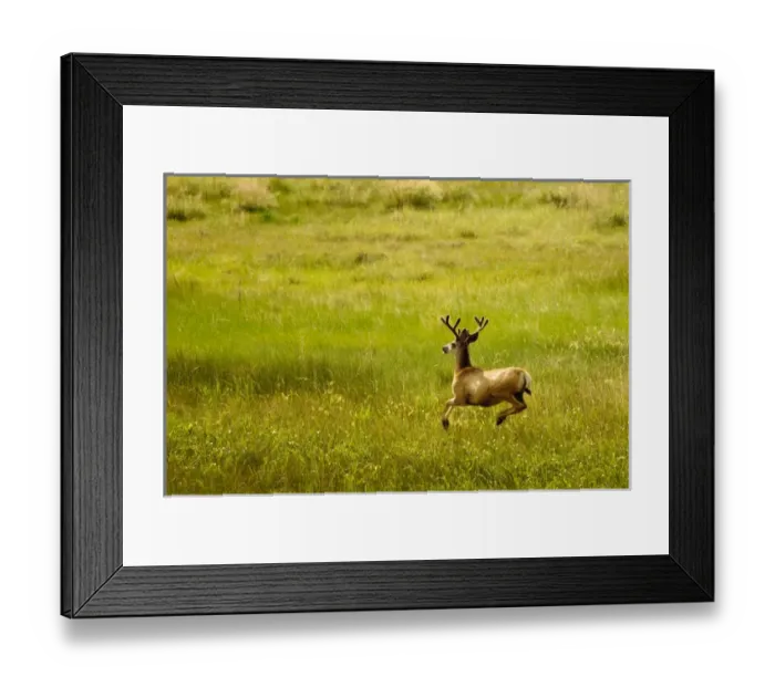 Framed Print : New Mexico. Mule deer Maxwell National Wildlife Refuge, New Mexico Framed Print : New Mexico. Mule deer Maxwell National Wildlife Refuge, New Mexico