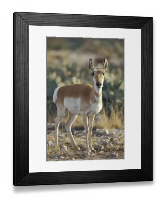 Framed Print : Pronghorn antelope in the southern desert, Antilocapra americana, Living Desert SP Framed Print : Pronghorn antelope in the southern desert, Antilocapra americana, Living Desert SP