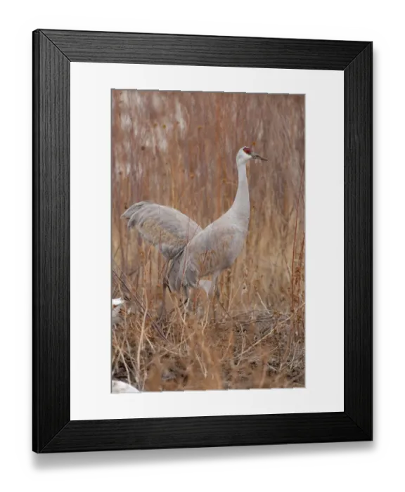 Framed Print : Bosque del Apache National Wildlife Refuge, New Mexico, Sandhill Cranes (Zonotrichia Framed Print : Bosque del Apache National Wildlife Refuge, New Mexico, Sandhill Cranes (Zonotrichia