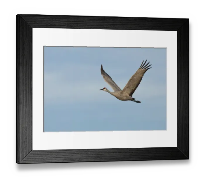 Framed Print : Bosque del Apache National Wildlife Refuge, New Mexico, a Sandhill Crane (Grus canadensis) Framed Print : Bosque del Apache National Wildlife Refuge, New Mexico, a Sandhill Crane (Grus canadensis)