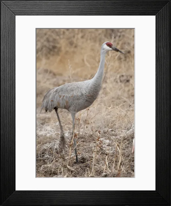 Framed Print : Bosque del Apache National Wildlife Refuge, New Mexico, a Sandhill Crane (Grus canadensis) Framed Print : Bosque del Apache National Wildlife Refuge, New Mexico, a Sandhill Crane (Grus canadensis)