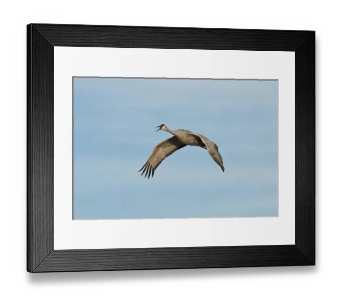 Framed Print : Bosque del Apache National Wildlife Refuge, New Mexico, a Sandhill Crane (Grus canadensis) Framed Print : Bosque del Apache National Wildlife Refuge, New Mexico, a Sandhill Crane (Grus canadensis)