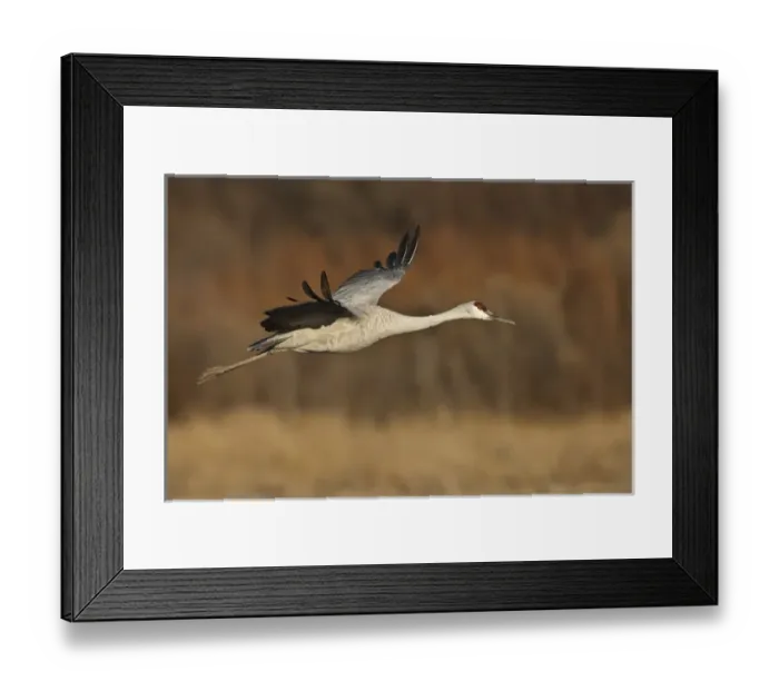 Framed Print : Bosque del Apache National Wildlife Refuge, New Mexico, a Sandhill Crane (Grus canadensis)
