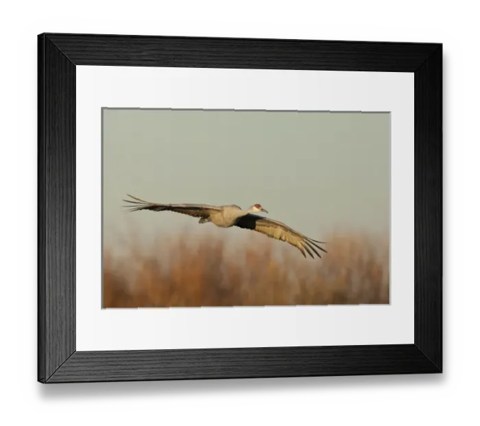 Framed Print : Bosque del Apache National Wildlife Refuge, New Mexico, a Sandhill Crane (Grus canadensis)