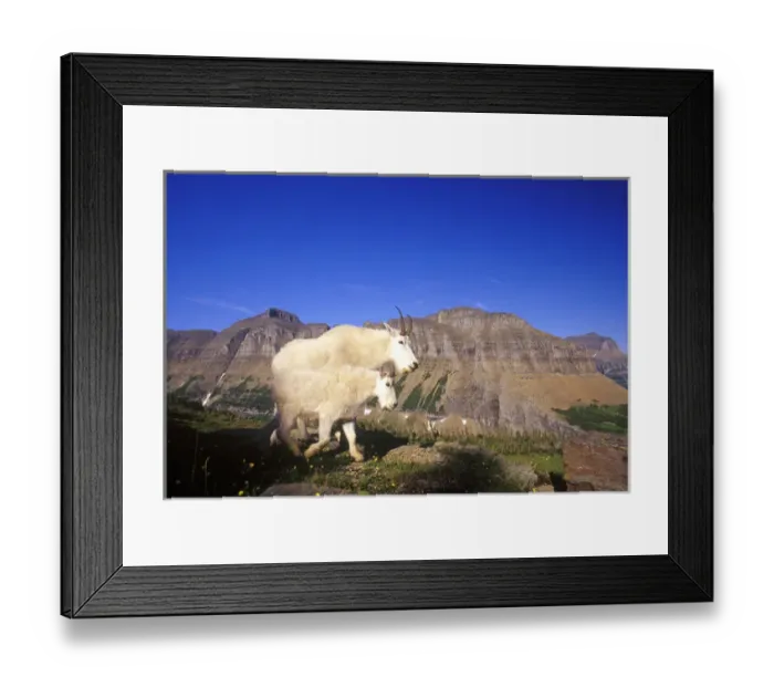 Framed Print : Pair of mountain goats at Logan Pass in Glacier National Park in Montana