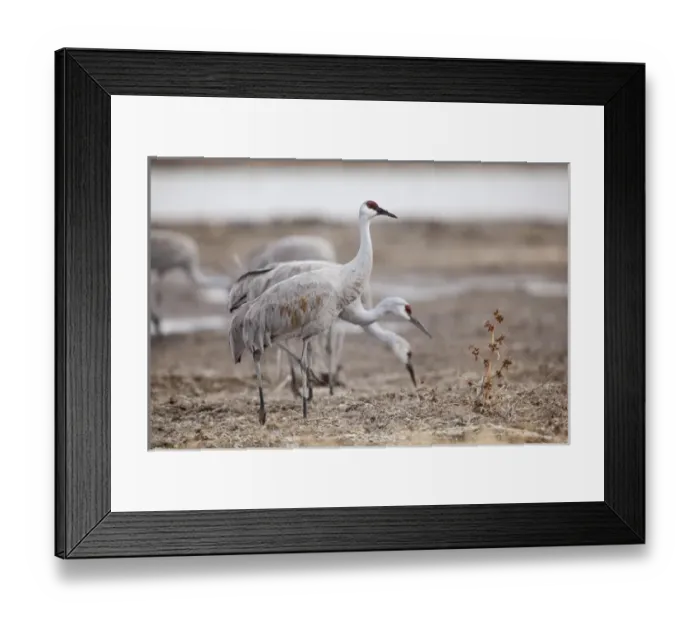 Framed Print : Bosque del Apache National Wildlife Refuge, New Mexico, Sandhill Cranes (Grus canadensis) Framed Print : Bosque del Apache National Wildlife Refuge, New Mexico, Sandhill Cranes (Grus canadensis)