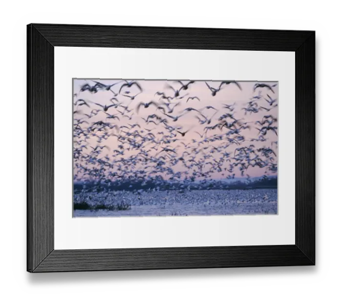 Framed Print : Snow Goose, Chen caerulescens, flock in flight, Bosque del Apache National Wildlife Refuge Framed Print : Snow Goose, Chen caerulescens, flock in flight, Bosque del Apache National Wildlife Refuge