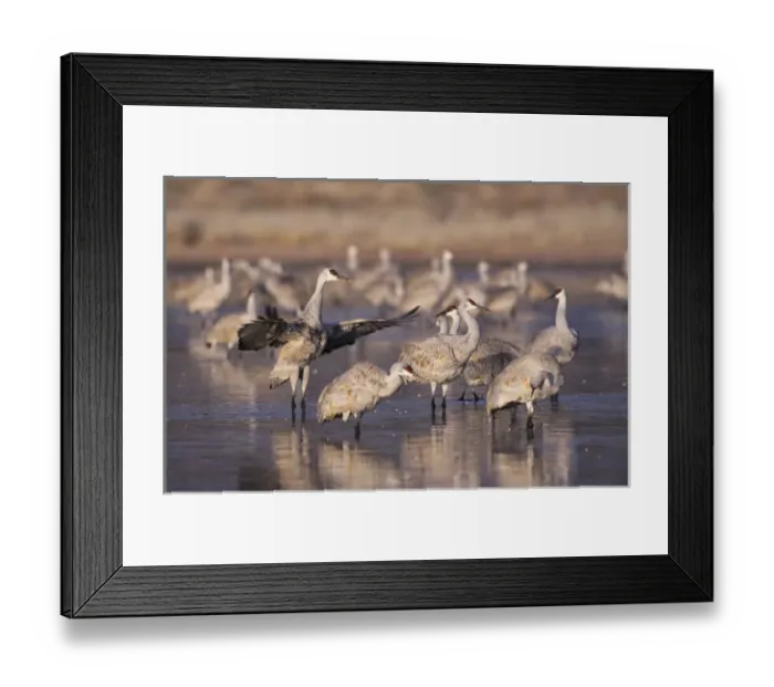 Framed Print : Sandhill Crane, Grus canadensis, group at roosting place, Bosque del Apache National Framed Print : Sandhill Crane, Grus canadensis, group at roosting place, Bosque del Apache National