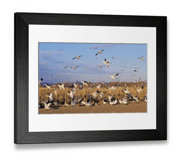 Framed Print : Snow Goose, Chen caerulescens, in flight, Bosque del Apache National Wildlife Refuge Framed Print : Snow Goose, Chen caerulescens, in flight, Bosque del Apache National Wildlife Refuge