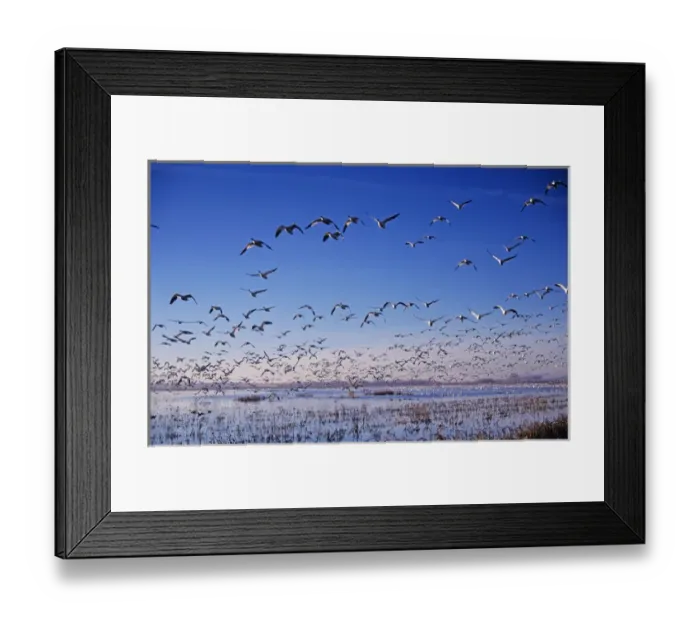 Framed Print : Snow Goose, Chen caerulescens, flock in flight, Bosque del Apache National Wildlife Refuge Framed Print : Snow Goose, Chen caerulescens, flock in flight, Bosque del Apache National Wildlife Refuge
