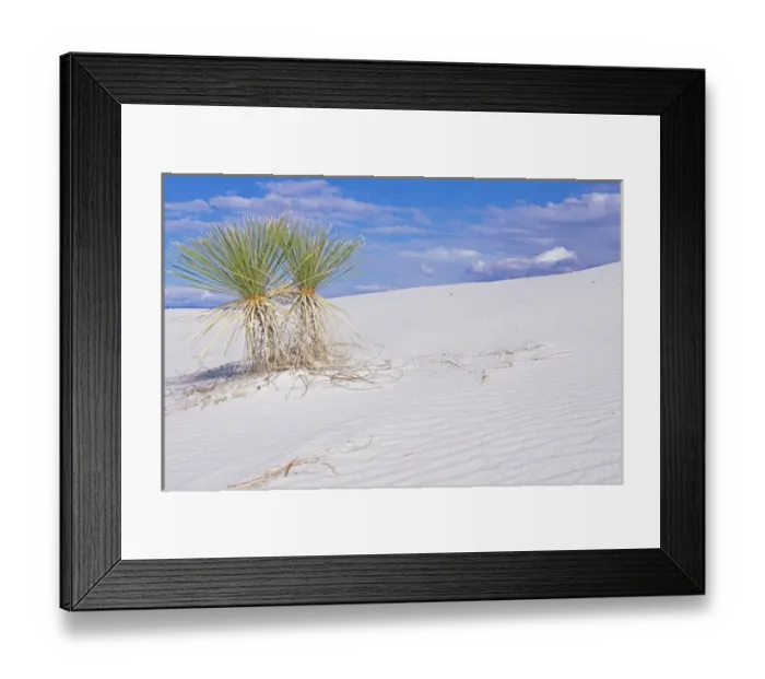Framed Print : Soaptree Yucca, White Sands NM, New Mexico, USA Framed Print : Soaptree Yucca, White Sands NM, New Mexico, USA