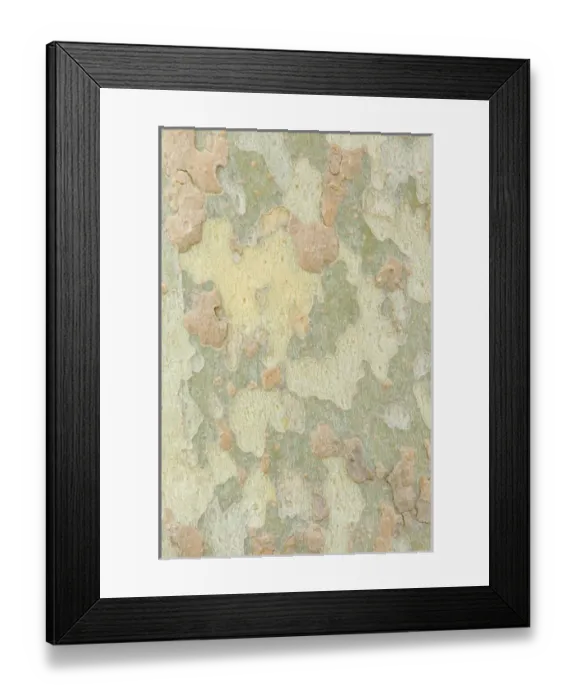 Framed Print : USA, NM, Albuquerque, Sycamore Tree Trunk Detail