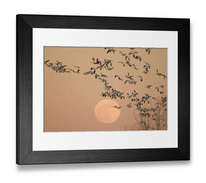 Framed Print : A group of migratory snow geese, Grus canadensis, wintering in New Mexico, fly in Framed Print : A group of migratory snow geese, Grus canadensis, wintering in New Mexico, fly in