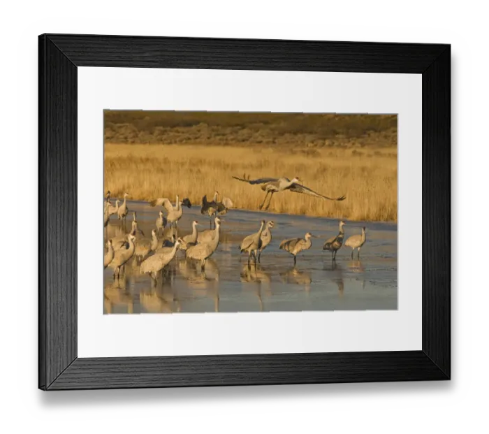Framed Print : Sandhill cranes, grus canadensis, prepare to take flight from a farm pond at sunrise Framed Print : Sandhill cranes, grus canadensis, prepare to take flight from a farm pond at sunrise