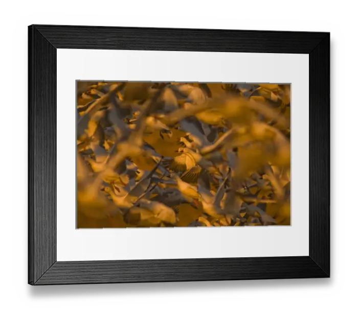 Framed Print : Thousands of migratory snow geese, Chen caerulescens, wintering in New Mexico, take Framed Print : Thousands of migratory snow geese, Chen caerulescens, wintering in New Mexico, take