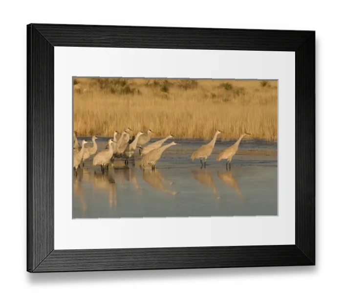 Framed Print : Sandhill cranes, grus canadensis, prepare to take flight from a farm pond at sunrise Framed Print : Sandhill cranes, grus canadensis, prepare to take flight from a farm pond at sunrise