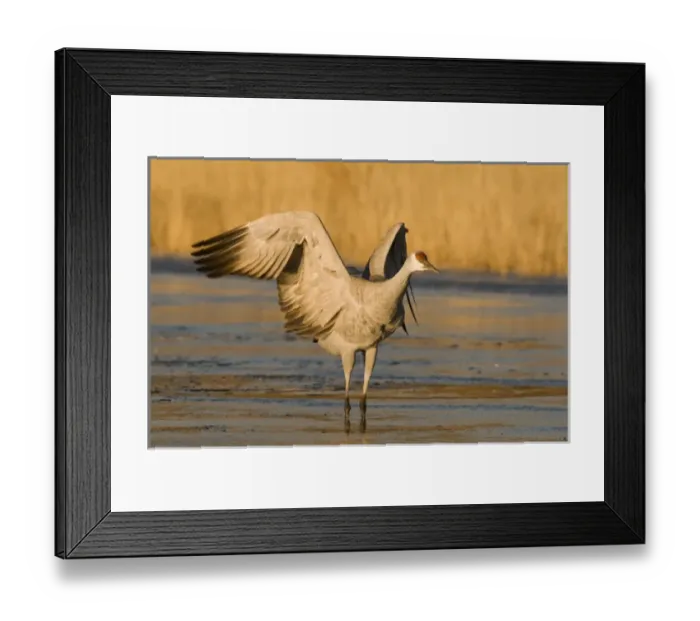 Framed Print : Sandhill crane, grus canadensis, prepares to take flight from a farm pond in early morning Framed Print : Sandhill crane, grus canadensis, prepares to take flight from a farm pond in early morning