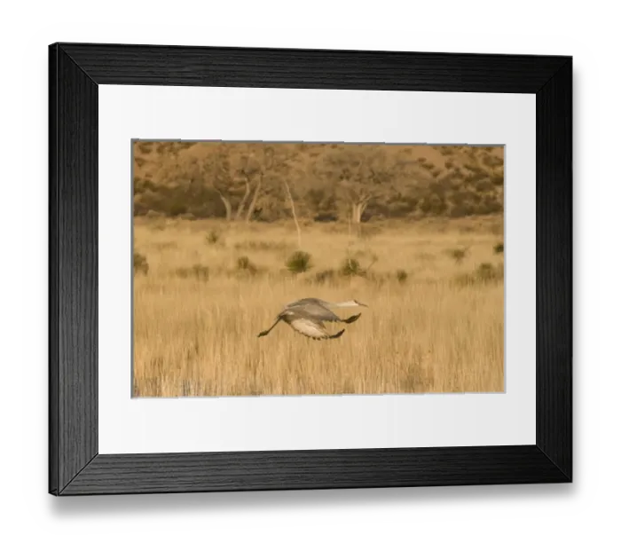 Framed Print : Sandhill crane, grus canadensis, takes flight from a farm pond in early morning
