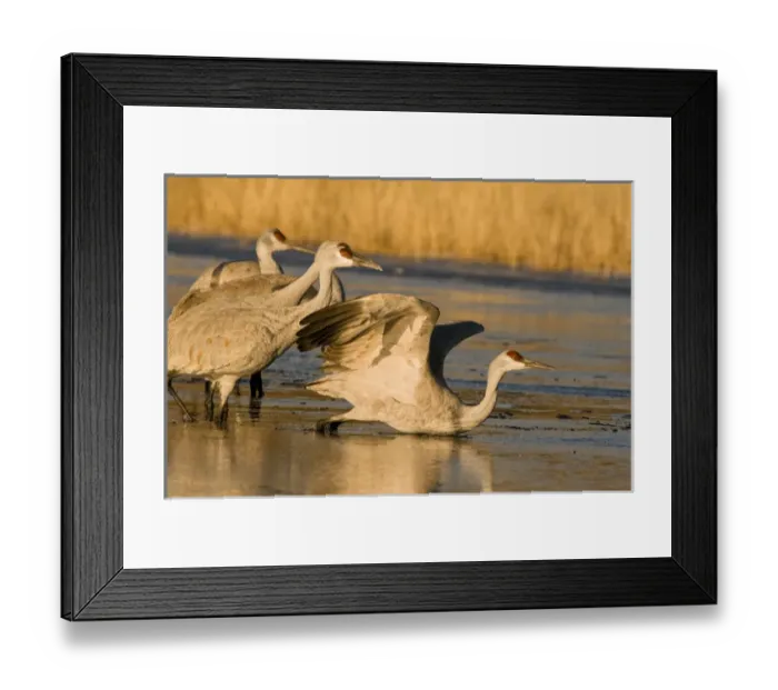 Framed Print : Sandhill cranes, grus canadensis, prepare to take flight from a farm pond at sunrise Framed Print : Sandhill cranes, grus canadensis, prepare to take flight from a farm pond at sunrise