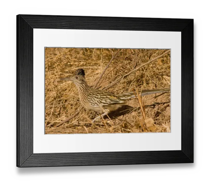 Framed Print : An adult Greater roadrunner, Geococcyx californianus, runs alongside the road in
