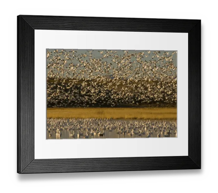 Framed Print : Thousands of migrating snow geese, Chen caerulescens, wintering in New Mexico, take Framed Print : Thousands of migrating snow geese, Chen caerulescens, wintering in New Mexico, take