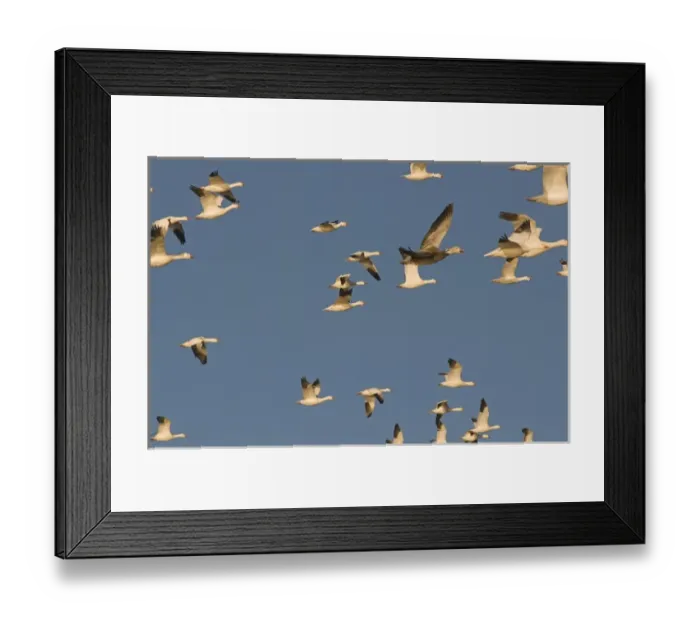 Framed Print : Migrating snow geese, Chen caerulescens, in flight, Bosque del Apache National Wildlife Refuge Framed Print : Migrating snow geese, Chen caerulescens, in flight, Bosque del Apache National Wildlife Refuge