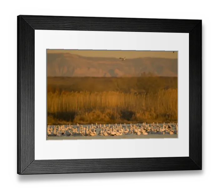 Framed Print : Migrating snow geese, Chen caerulescens, wintering in New Mexico, take refuge Framed Print : Migrating snow geese, Chen caerulescens, wintering in New Mexico, take refuge