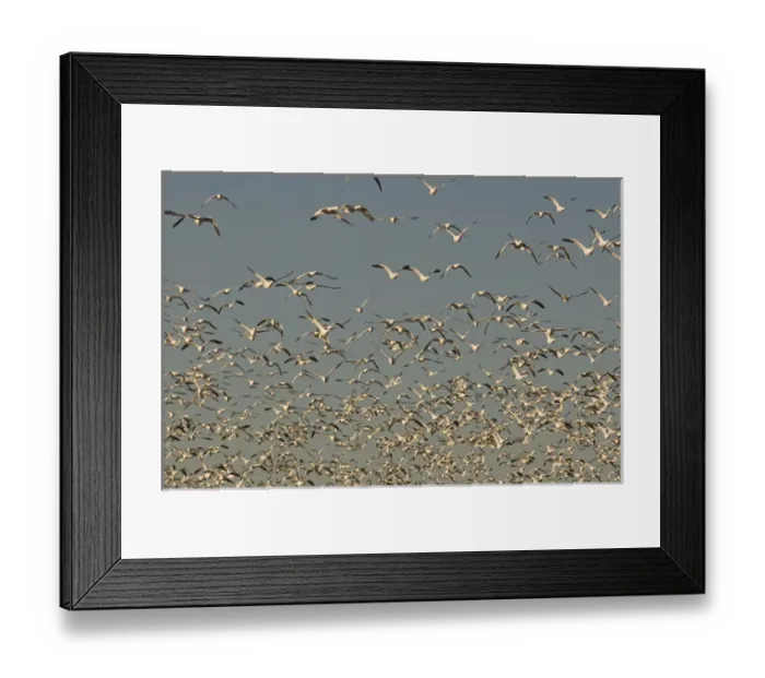 Framed Print : Thousands of migrating snow geese, Chen caerulescens, take flight from a pond in