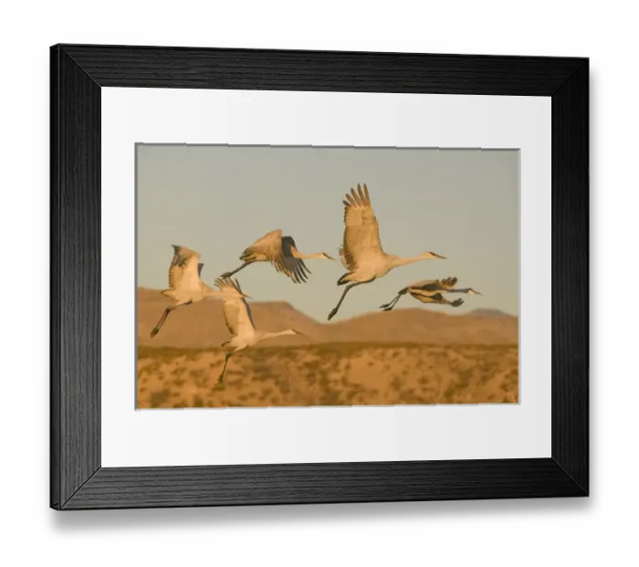 Framed Print : Sandhill cranes, grus canadensis, take flight from a farm pond in early morning Framed Print : Sandhill cranes, grus canadensis, take flight from a farm pond in early morning