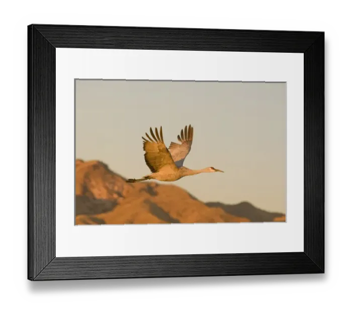 Framed Print : Sandhill crane, grus canadensis, takes flight from a farm pond in early morning