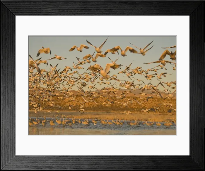 Framed Print : Thousands of migrating snow geese, Chen caerulescens, wintering in New Mexico, take Framed Print : Thousands of migrating snow geese, Chen caerulescens, wintering in New Mexico, take