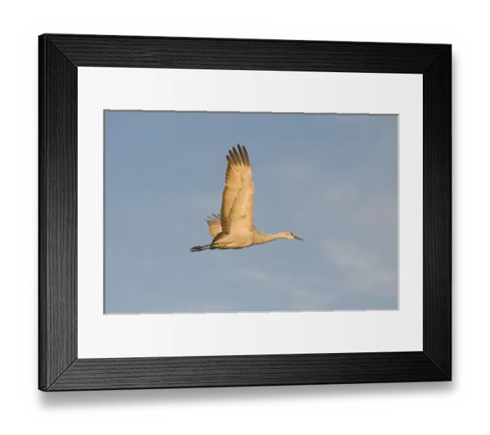 Framed Print : Sandhill crane, grus canadensis, takes flight from a farm pond in early morning Framed Print : Sandhill crane, grus canadensis, takes flight from a farm pond in early morning