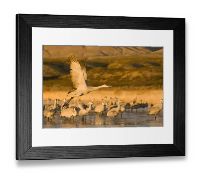 Framed Print : Sandhill crane, grus canadensis, takes flight from a farm pond in early morning Framed Print : Sandhill crane, grus canadensis, takes flight from a farm pond in early morning