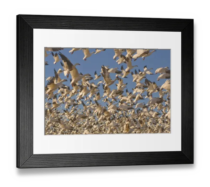 Framed Print : Thousands of migrating snow geese, Chen caerulescens, wintering in New Mexico, take Framed Print : Thousands of migrating snow geese, Chen caerulescens, wintering in New Mexico, take