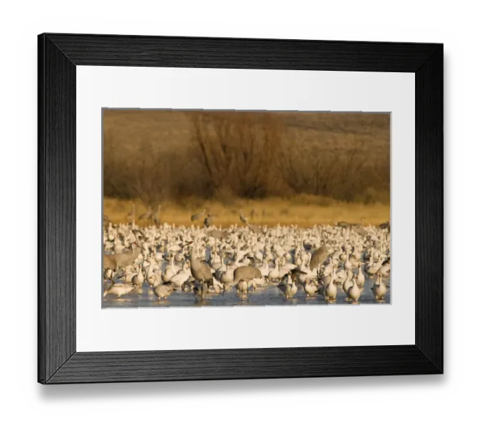 Framed Print : Sandhill cranes, Grus canadensis, and snow geese, Chen caerulescens, take refuge Framed Print : Sandhill cranes, Grus canadensis, and snow geese, Chen caerulescens, take refuge
