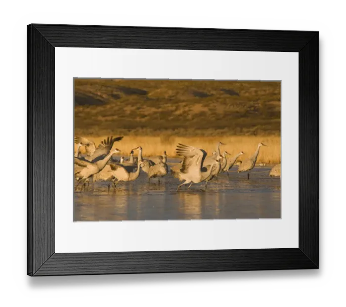 Framed Print : Sandhill cranes, grus canadensis, take flight from a farm pond in early morning Framed Print : Sandhill cranes, grus canadensis, take flight from a farm pond in early morning